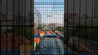 Download lagu Pancingan Suara Piyik Perkutut Bangkok mp3