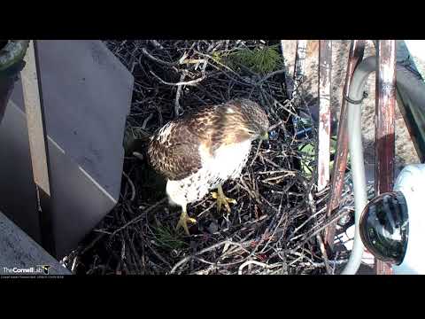 Male Red-tail Collects Sticks From Trees Near Fernow Nest Site – Jan 29, 2017