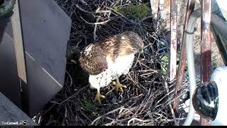 Male Red-tail Collects Sticks From Trees Near Fernow Nest Site – Jan 29, 2017