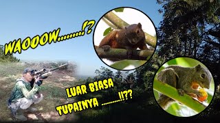 Download lagu BERBURU TUPAI 🔴 MENEMUKAN SPOT BARU BIKIN WAOOOW POINYA @ AYUK SNIPER TANGGAMUS  mp3