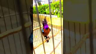 Download lagu Konin gacor isian kenari jernih.#konin #koninisiankenari mp3 Download lagu Konin gacor isian kenari jernih.#konin #koninisiankenari mp3