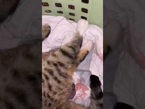 Kitten born backwards