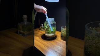Download lagu Mini jar aquarium ecosystem mp3 Download lagu Mini jar aquarium ecosystem mp3