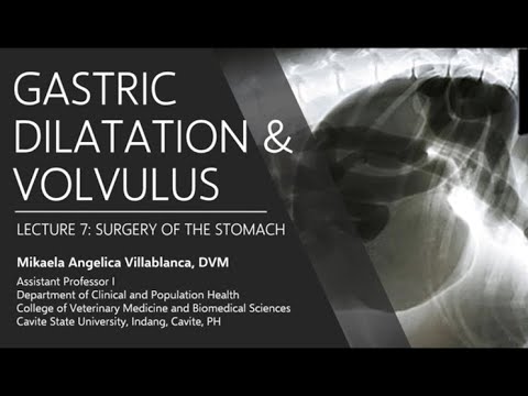 Lecture 7.2 Gastric Dilatation and Volvulus