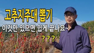고추지주대 뽑기 이것만 있으면 넘 쉬워요. 고추밭정리 고추끈 고추지지대