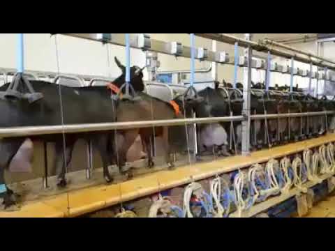 goat #livestock #ماعز following#murciano #granadina#uk  00 447448599912