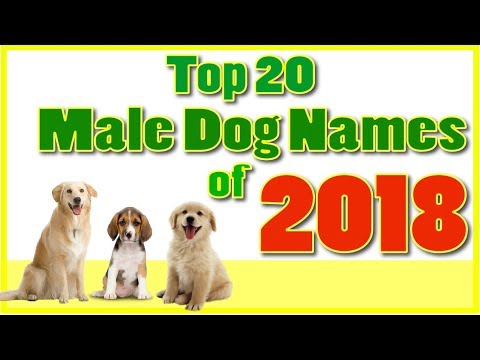 download lagu mp3 mp4 Male Dog Names With Meaning Of Love, download lagu Male Dog Names With Meaning Of Love gratis, unduh video klip Male Dog Names With Meaning Of Love