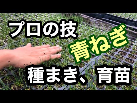 園芸 栽培サルシファイ、ネギ葉サルシファイ、ホワイトサルシファイ