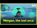Orca Morgan S Life In Captivity Zembla International