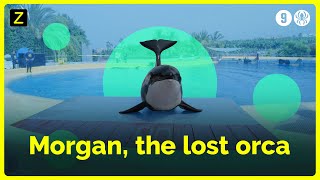 Orca Morgan's life in captivity video