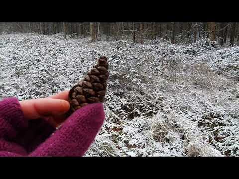 Coniferous forest adaptations conifer biome teaching resource