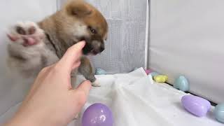 柴犬の動画02