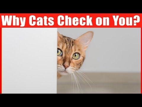 Why Cats Keep Checking on Their Owners?