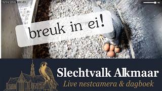 Groenpootruiter wordt gebracht en breuk in ei