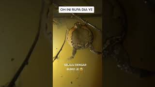 Download lagu katak panggil hujan viral mp3