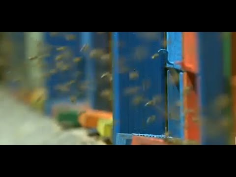 Gospodari pčela - "Pčelarstvo u Europi, drevna tradicija"