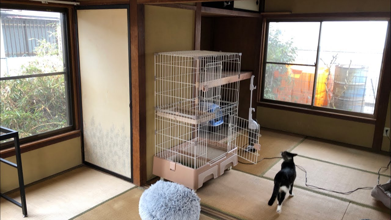 ②ねこ部屋構築ライブ（病み上がりなので黙々作業すると思います）