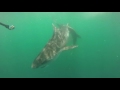 Massive Tiger Shark Attacks Hammerhead Shark - Longer Edit