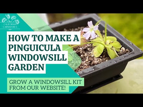 バターワート、ピンギキュラ 植物