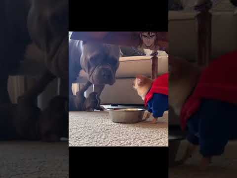 DEJA COMER #doblaje #humor