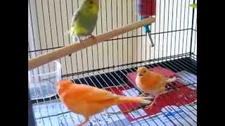 Budgie & Canaries are Friends