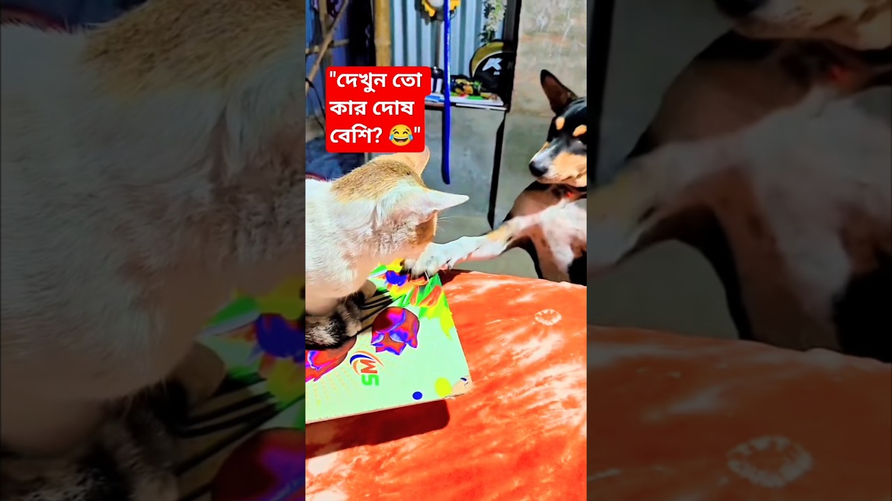 ধোসার পেছনে লেগেছে চিকু! শেষ পর্যন্ত দেখুন... 😱 #Shorts #CatVsDog #Dhosa #Cheku