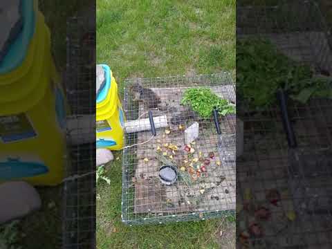 Does The Squirrelinator Work? - Squirrelinator Unboxing and Review