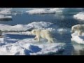 Polar Bears (To the Arctic- IMAX Movie) 