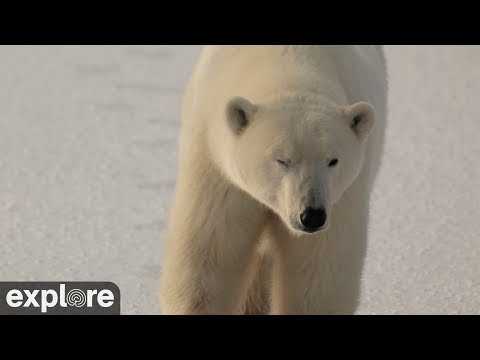 Live webcam view of Tundra ártica de Cape South