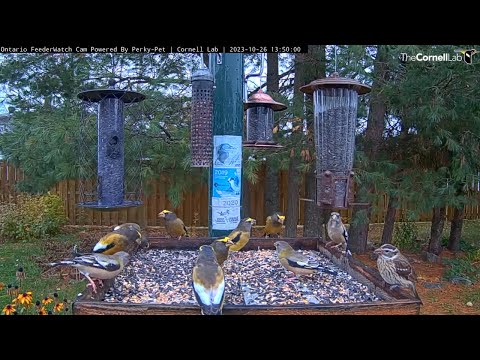 Female Rose-breasted Grosbeak Joins Flock Evening Grosbeaks In Ontario – Oct. 26, 2023