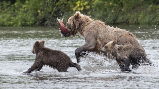 The bears and I / Fishing Bears in Kamchatka (Russia)