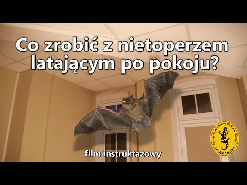 Nietoperz lata po pokoju - co robić?