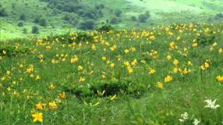 DEPAPEPE　キミドリ