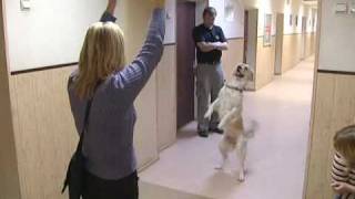 Кастинг собак для съемок в телесериале МУР