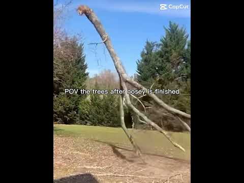 Even the trees are not safe from nosey ￼#citra #nosey #animatronic