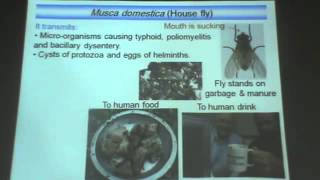 Dr Azza   Arthropods 1   Mosquitoes & Flies   YouTube