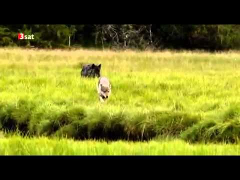 Auf der Spur der Küstenwölfe Doku über Küstenwölfe Teil 3