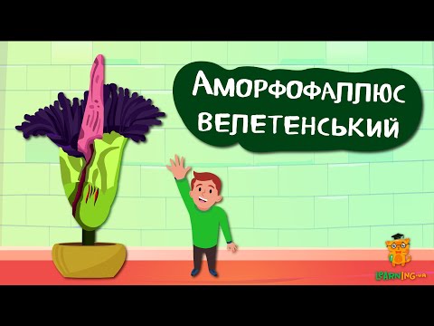 Дива природи. Явища навколо нас. Аморфофаллюс велетенський — розумне суцвіття