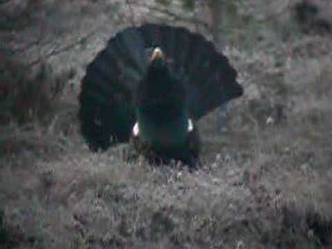 Western Capercaillie