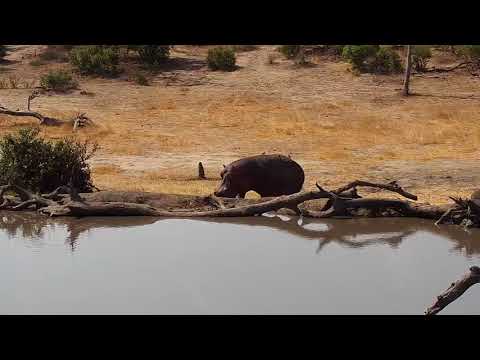 Djuma: Hippo arriving - 13:28 - 09/05/19