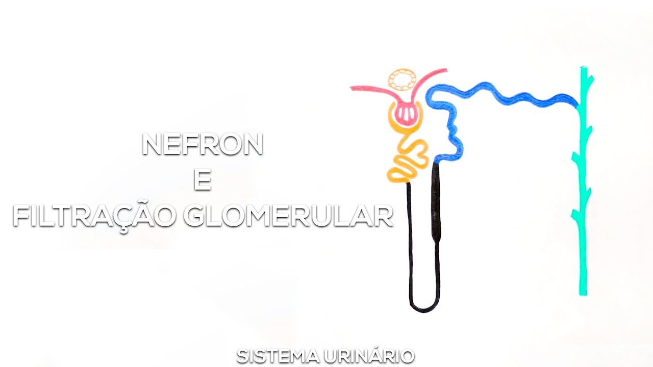 Nefron e filtração glomerular