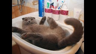 Лучшие приколы с котами 2018. Смешные кошки 2018. Приколы с животными и детьми.