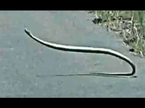 شاهد الفيديو