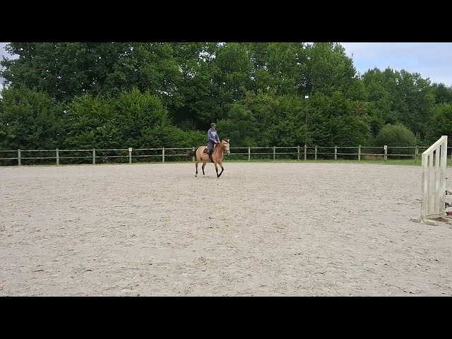 JUMENT 4 ans Isabelle