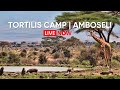 Live from Tortilis Camp | Amboseli Waterhole with Mount Kilimanjaro