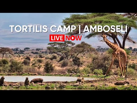 Amboseli waterhole with Kilimanjaro live cam