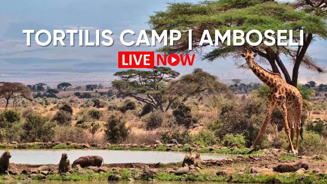 Live webcam view of Amboseli Waterhole with Mount Kilimanjaro