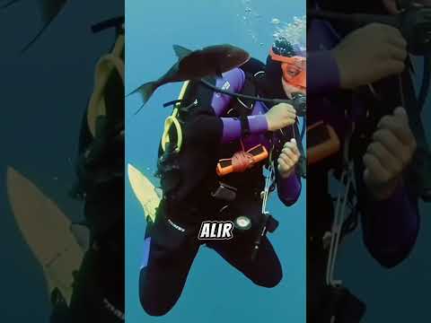 Köpek Balığından Daha Tehlikeli 5 Canlı! ⚡🐟