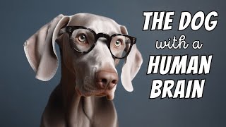 Weimaraner Facts: The Dog With a Human Brain