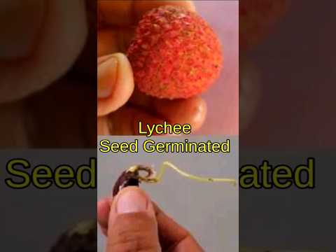 , title : 'Grow Lychee From Lychee Fruit Seed #shorts #youtubeshorts #shortvideo #gardentricks'
